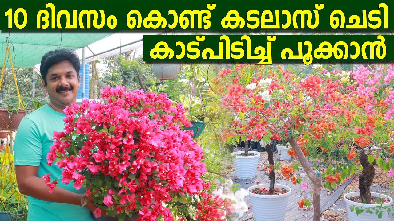 10 ദിവസം കൊണ്ട് കടലാസ് ചെടി കുലകുത്തി പൂക്കാൻ ഇങ്ങനെ ചെയ്‌താൽ മതി | Bougainvillea Plant Care tips