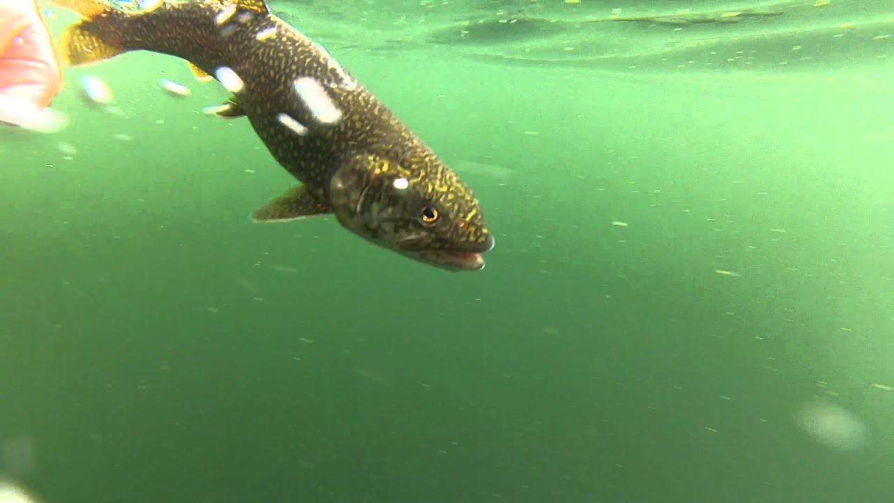 Lake Trout Release Big Rideau Lake YouTube