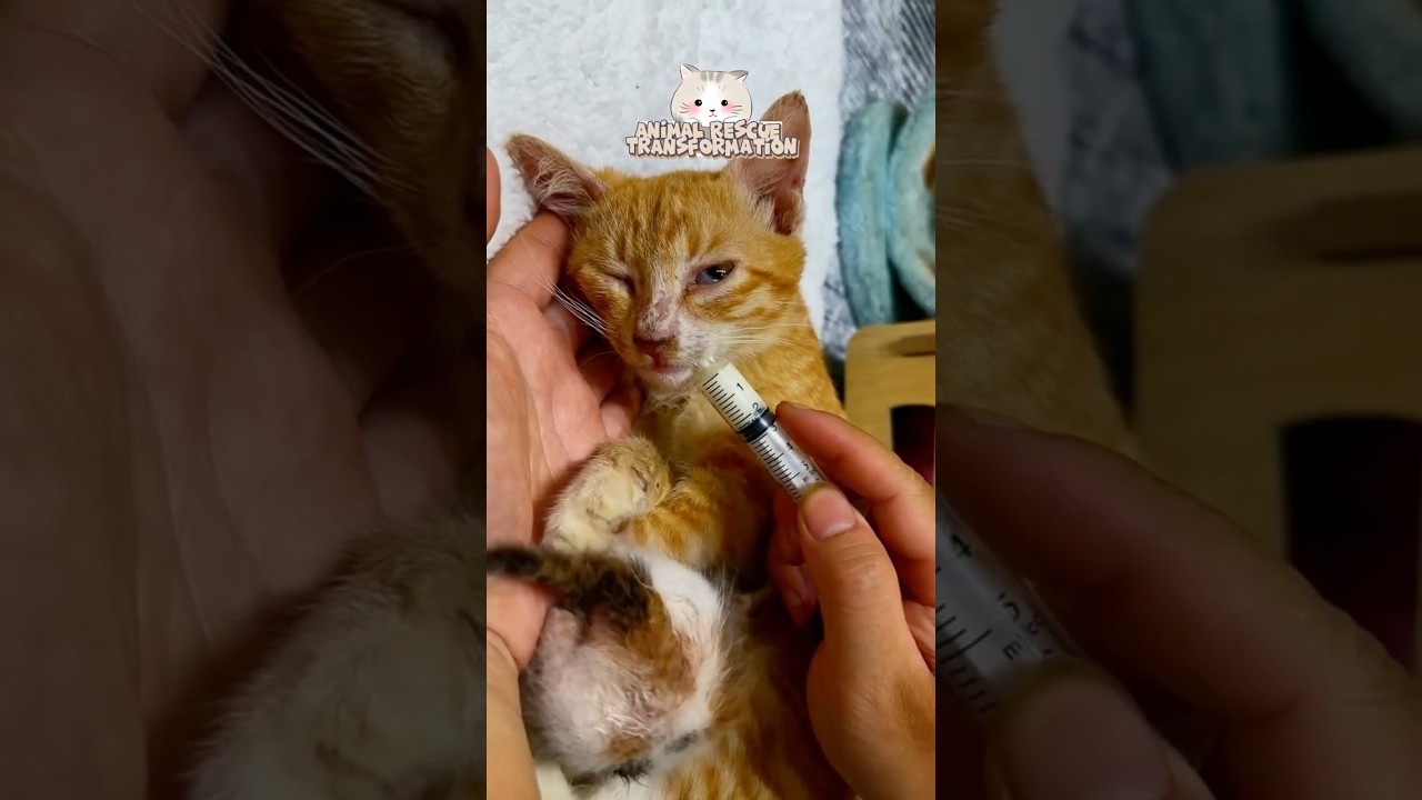 😢 Mom Cat Rescue Transformation Before & After 