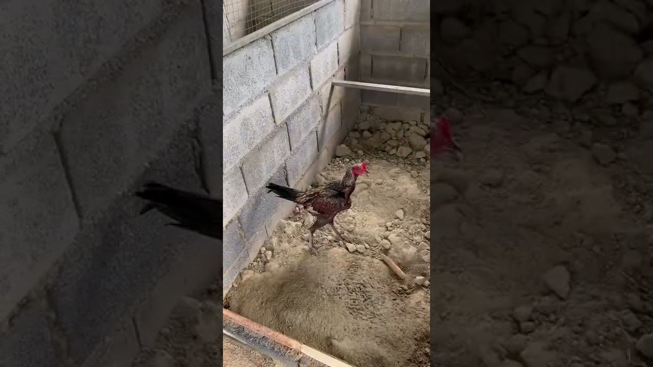 ล็อกชำไก่หนุ่ม