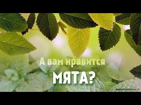 Мята: 11 фактов пользы для нашего здоровья