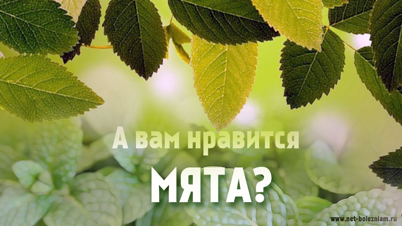 Мята: 11 фактов пользы для нашего здоровья