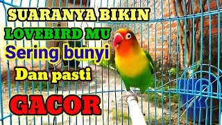 Lovebird mu malas bunyi,pakai pancingan suara lovebird gacor fighter ini aja,di jamin langsung nyaut