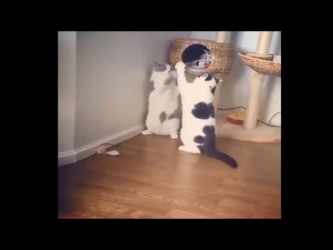 lazy-animals-cat-and-dogs-funny-videos-|-lazy-animals-videos