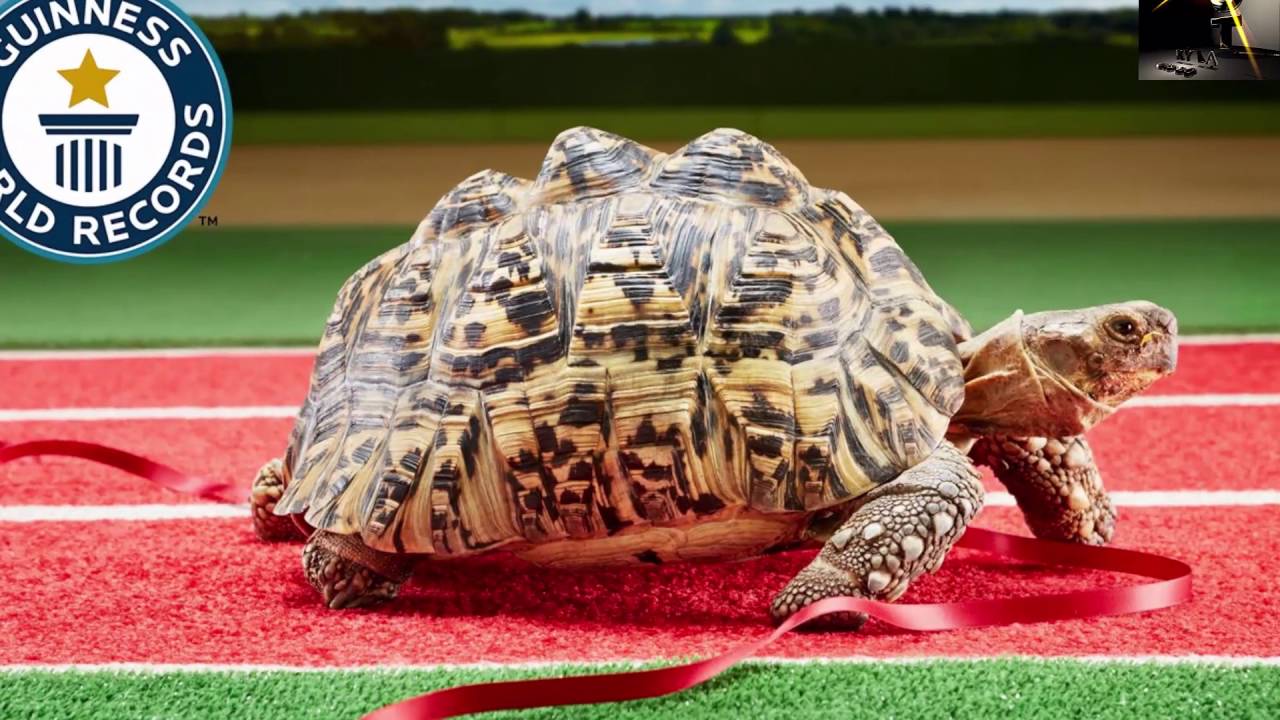 Вперед в черепахе. Черепаха Берти. Самая быстрая черепаха в мире. Черепаха Берти самая быстрая в мире. Черепахи - рекордсмены",.