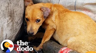Little Dog Who's Owners Left Her In A Dump Wags Her Tail Again | The Dodo