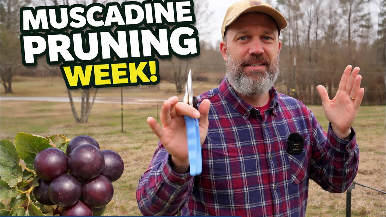 Pruning Muscadine Grapes the RIGHT Way | Ruby Crisp, Supreme & Black Beauty | EP 293 | Part 1 of 3