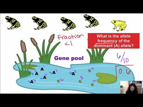 Gene pools and allele frequencies