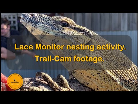 Female Lace Monitor nesting activity.