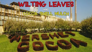 Wilting Leaves & Cocoa Shell Mulch