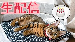 【生配信2/7】今日はパパさん誕生日なので猫達とオメデトーしてあげてくれませんか?生配信
