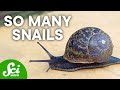 9 of the Most Abundant Animals on Earth