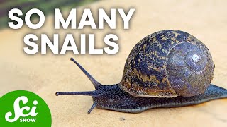 9 of the Most Abundant Animals on Earth 9 of the Most Abundant Animals on Earth