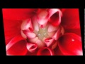 赤いダリア.wmv