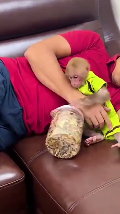 BIbi and a hungry day #monkey #babymonkey #funny #cute #animals #pets #bibi #eating #baby #shorts