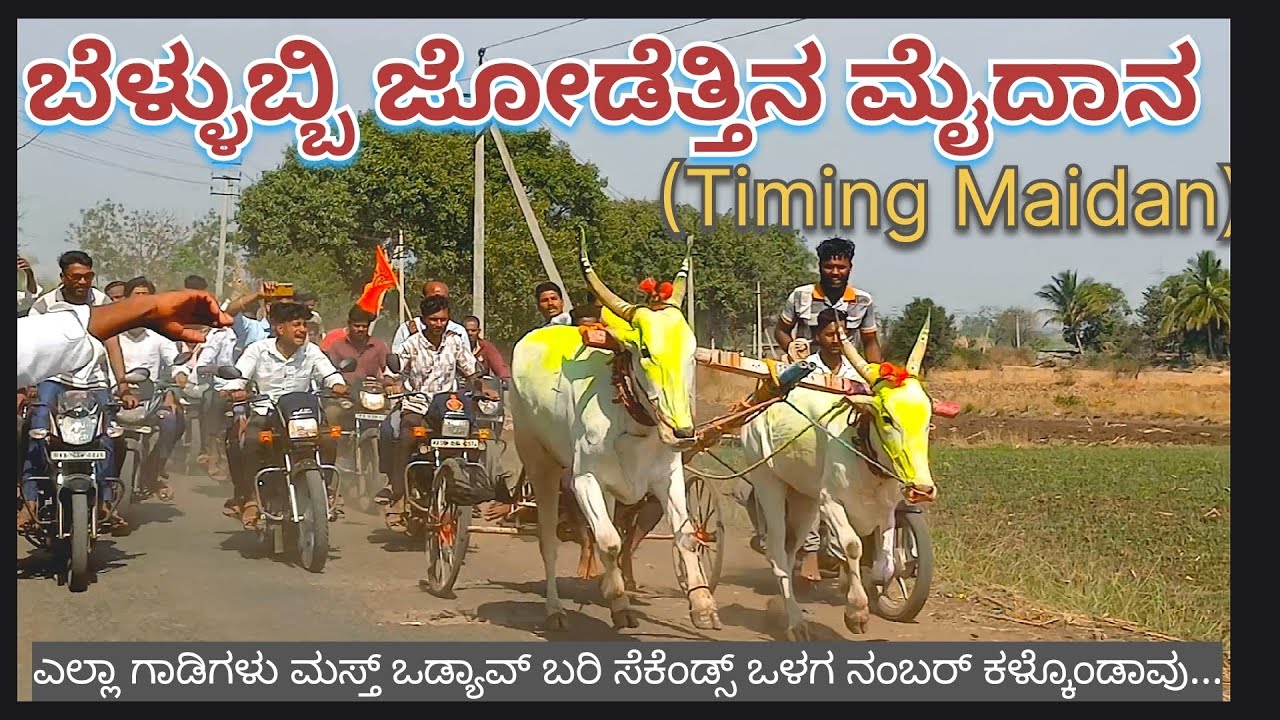 ಬೆಳ್ಳುಬ್ಬಿ  ಜೋಡೆತ್ತಿನ ಮೈದಾನ, Bellubbi Jodettina Maidan,बेल्लुब्बी शर्यात मैदान, ಬೆಳ್ಳುಬ್ಬಿ ರೇಸ್...
