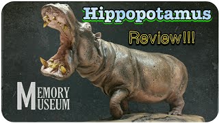Memory Museum Hippopotamus Review!!! Incredible!!!