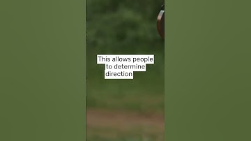 How Does a Compass Work?