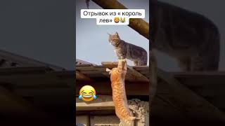 Король КОТ 🦁🐈