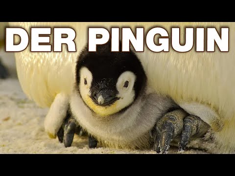 Pinguin • Einfach erklärt, Steckbrief, Lebensweise · [mit Video]