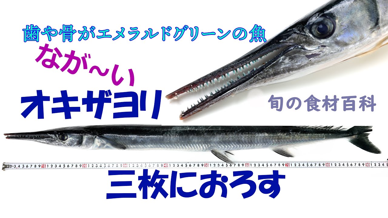 オキザヨリをさばく　How to fillet Houndfish .