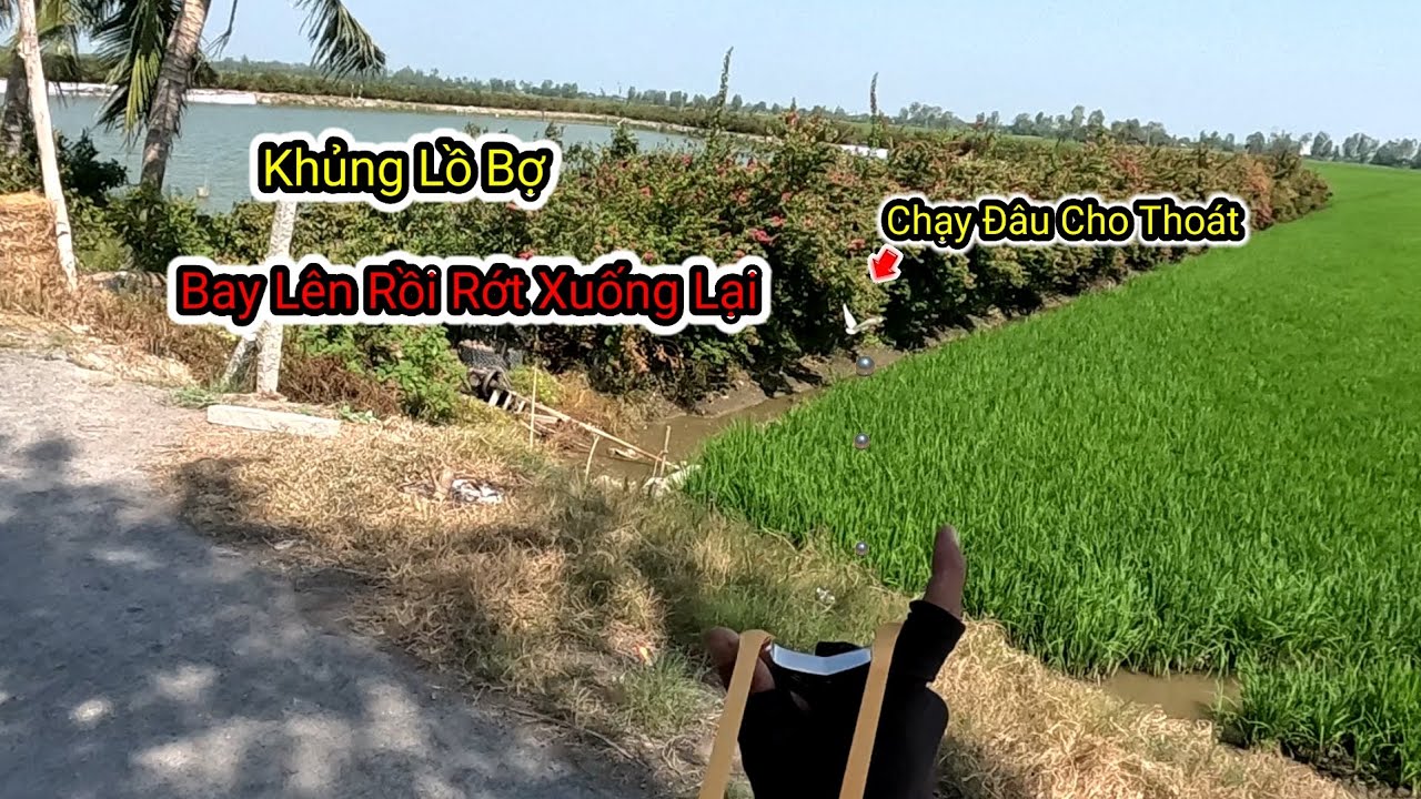 Ná Cao Su || Góc 180° Đi Săn Bắn Cò Bợ Cu Cườm Cu Vần Cái Kết.??? #25 