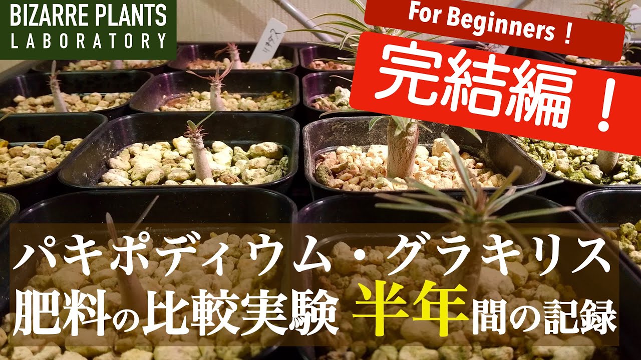 【パキポディウム・グラキリス】肥料の効果 比較実験 ６ヶ月間の記録！！完結編です！！
