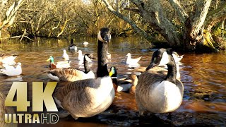 Nature Relaxation - Feeding Geese - Ducks - Seagulls - 4k Relaxation No Music