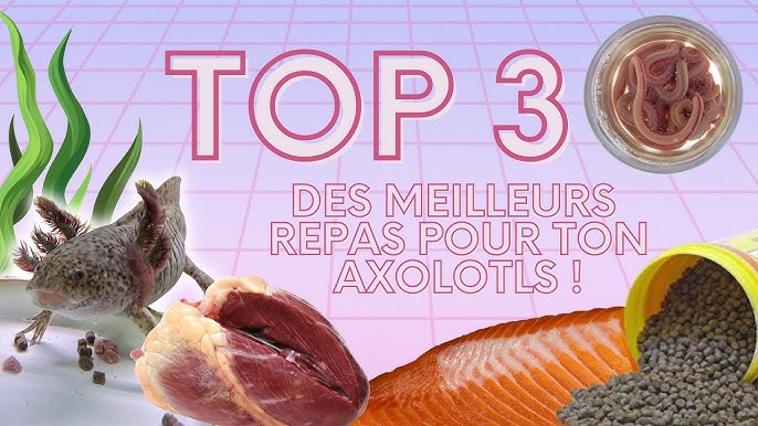 Quel est la nourriture idéal pour tes axolotls ?! #shorts #axolotl