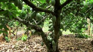 Ghana New Cocoa Trees