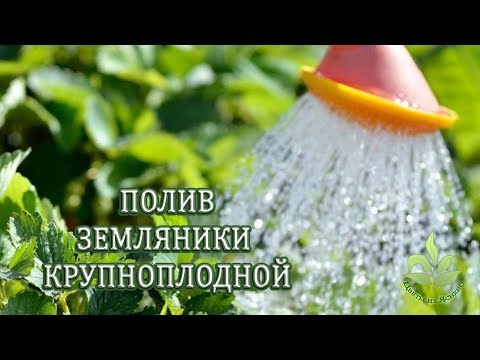 Полив земляники (клубники) садовой.