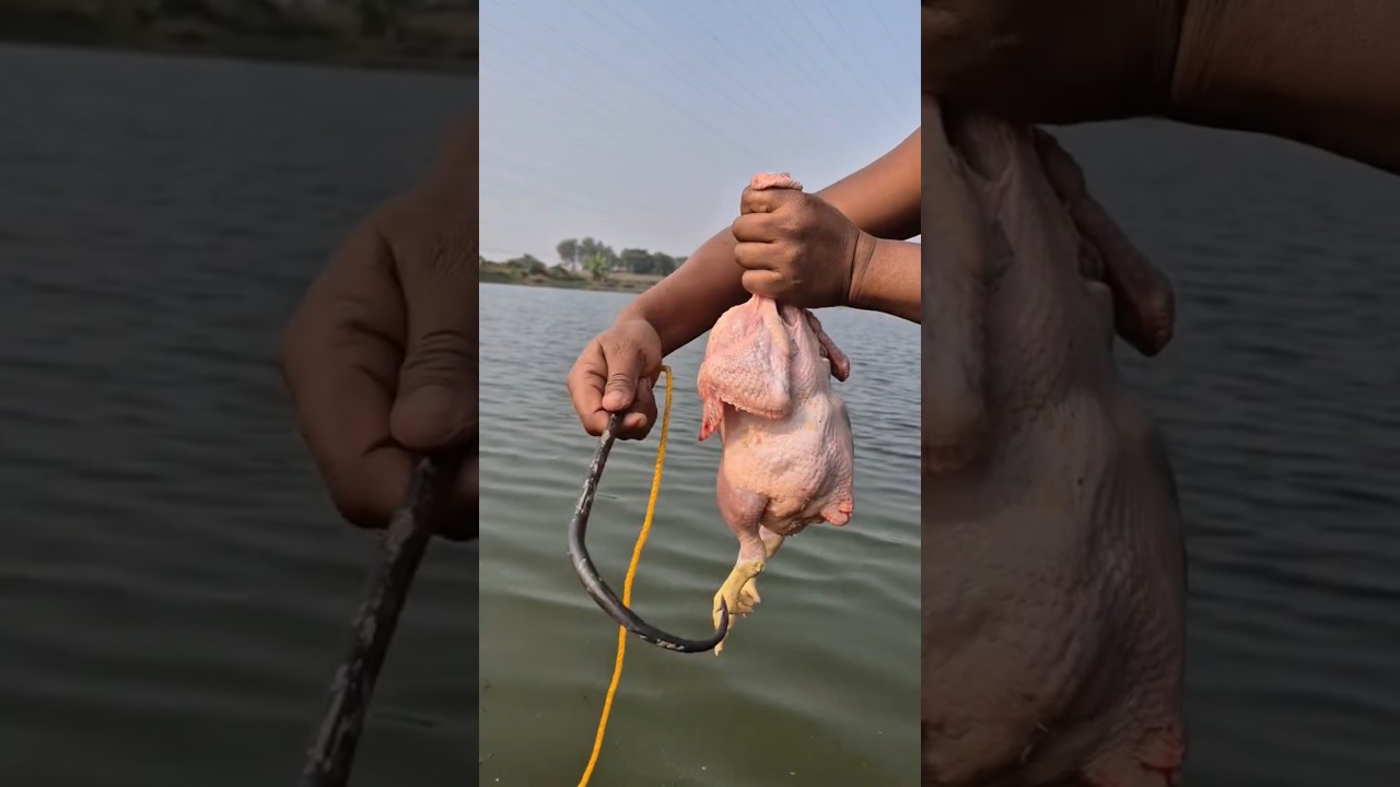 Уникальная техника ловли рыбы с помощью крючка и ловушки, используя целую курицу 