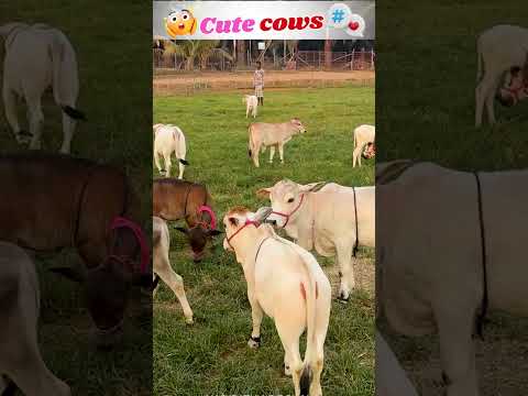 Small in Size, Big on Love ❤️ | Nadipathy Goshala | #youtube #animals #cow #yt #cow #punganur