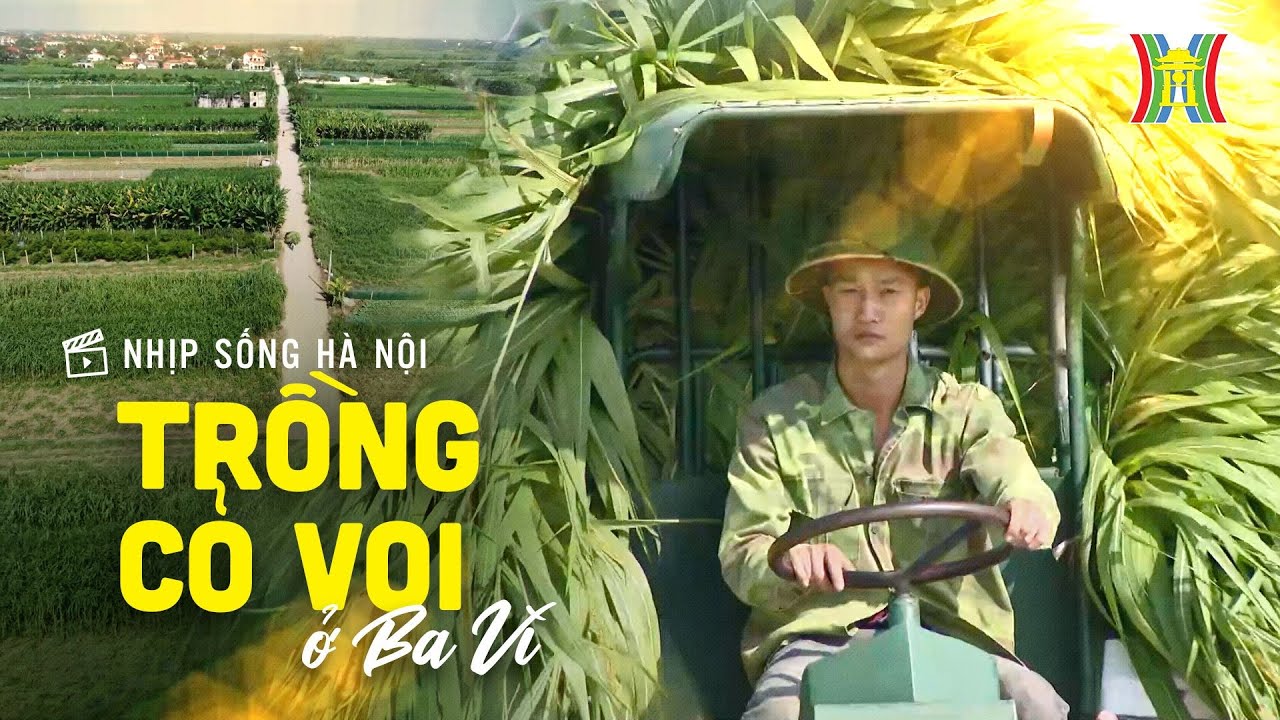 Trồng cỏ voi ở Ba Vì | Nhịp sống Hà Nội