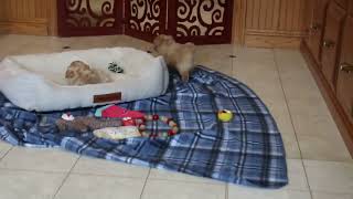 Maltipoo Puppies For Sale