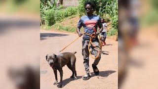 I bought a Car from just selling one Dog by DogTv Uganda 404 views 7 months ago 5 minutes, 39 seconds