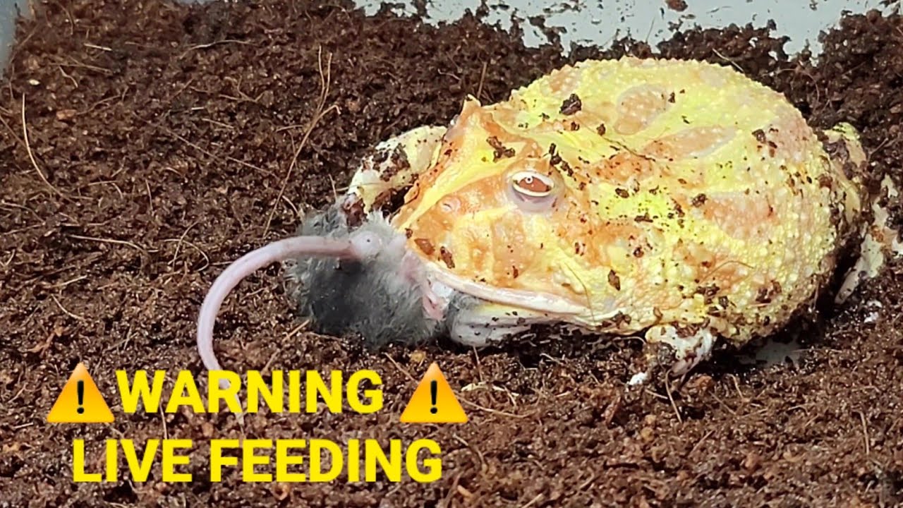 Warning Albino Pacman Frogs Eats Mice Hopper Live Feeding YouTube