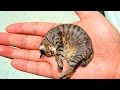 5 самых маленьких животных в мире