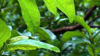 Relaxing Forest Soundscape - HD Relief for Quarantine