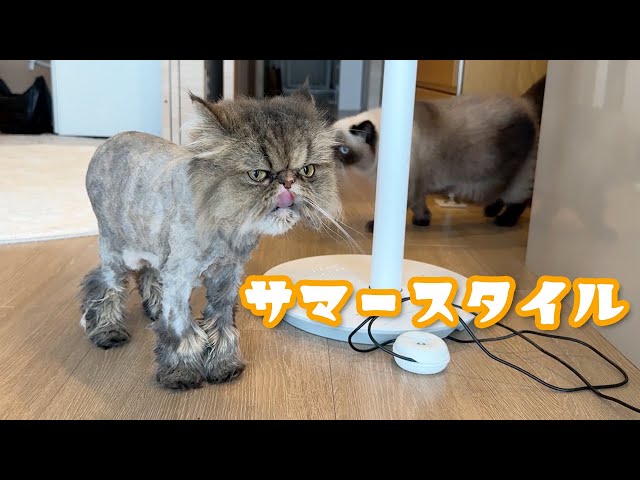 tamaoworld エキゾチックショートヘア　がま口 tamaoworld エキゾチックショートヘア がま口 【公式通販】