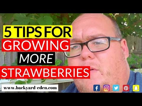 5 Tips for growing more strawberries