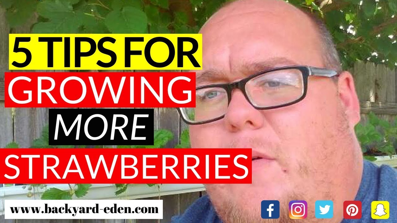 5 Tips for growing more strawberries - YouTube