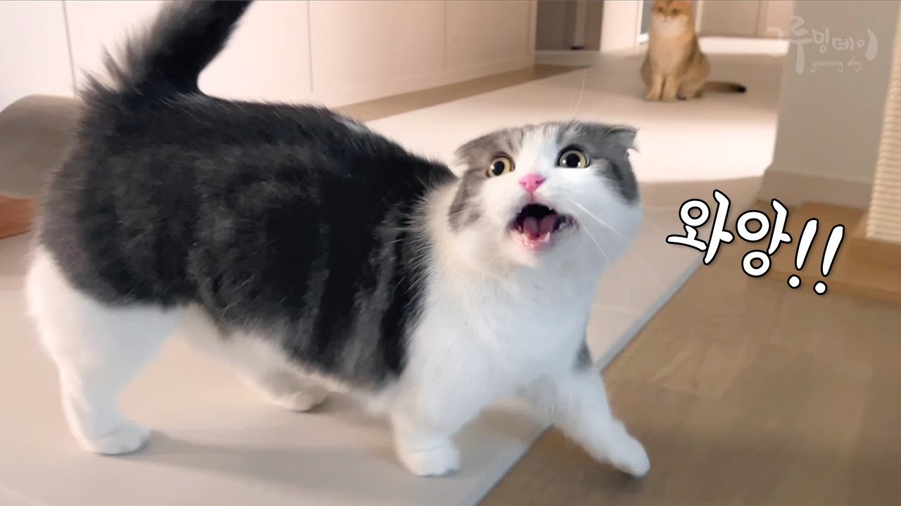 Реакция кошки на падение еды на пол