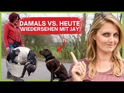 Fellpflege Hund