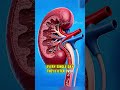 Kidney Never Take A Break! #shorts