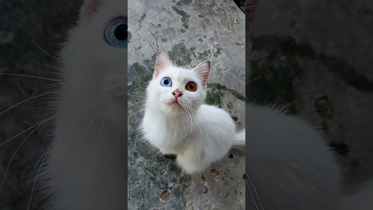 Keunikan Odd Eye Zinzan: Kucing Putih yang Seperti Bidadari ✨"