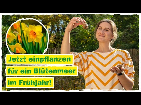 Video: Wann Krokusse pflanzen - im Herbst oder Frühling?