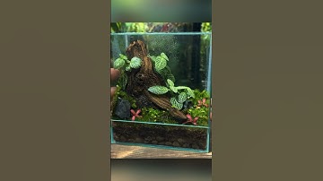 Building a Mini ECOSYSTEM Terrarium!🌍🌱