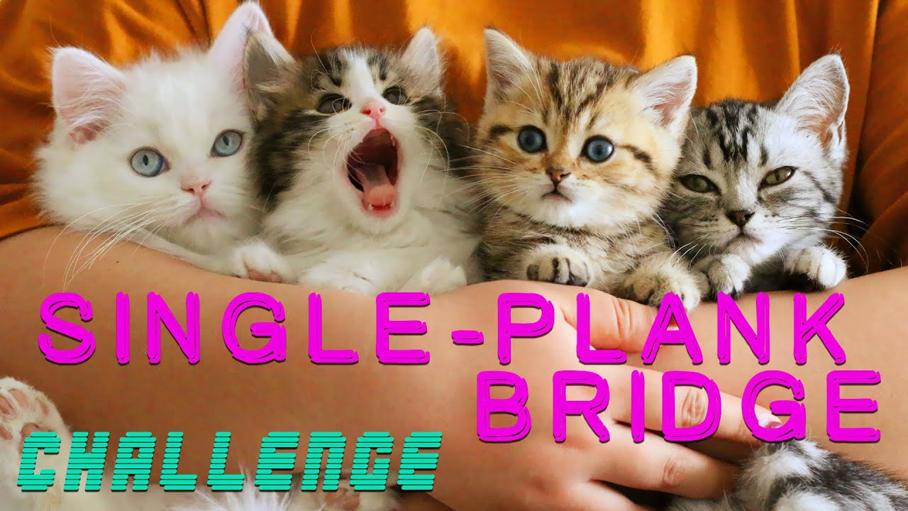 [Funny Cat ]Cat Balance Challenge, Kittens and Single plank bridge