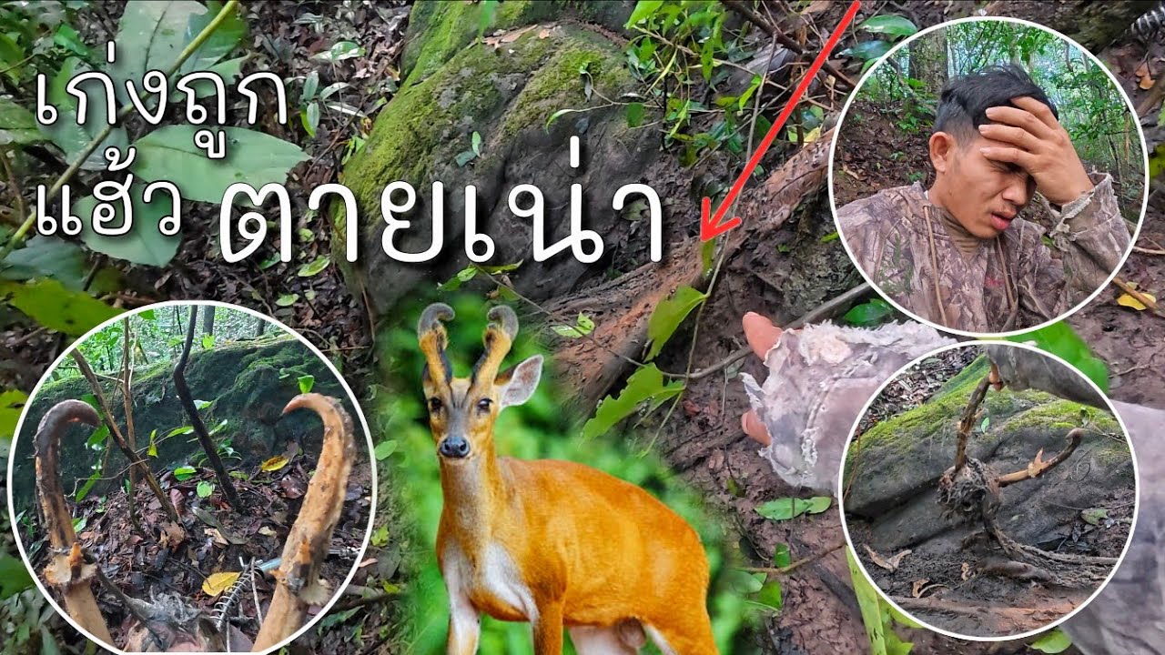 กับดักถือกเก้งตายเน่าอีกแล้วน่าเสยดายมาก//ກັບດັກຖືກເກ້ງຕາຍເນົ່າ Hieng บ่าวเฮียง คนหากิน